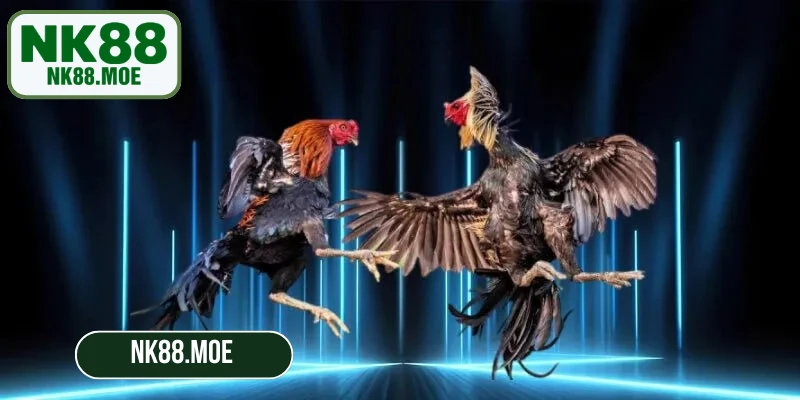Chương trình ưu đãi riêng cho đá gà NK88